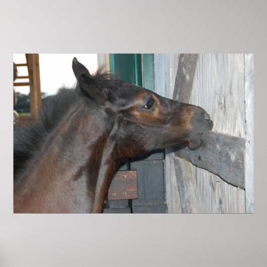 Paardenfoto Poster (Voorkant)