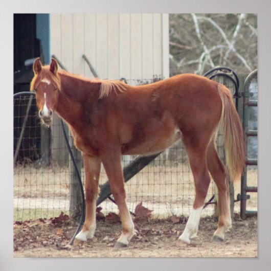 Paardenfoto-Poster Poster (Voorkant)