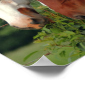 Paardenfoto Posters (Hoek)