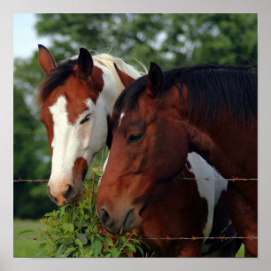 Paardenfoto Posters