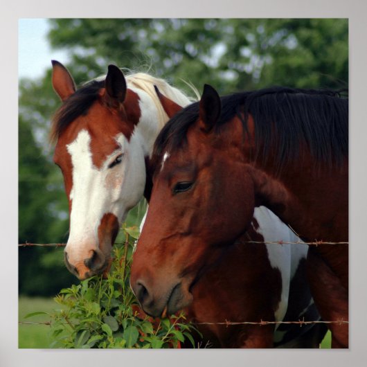 Paardenfoto Posters (Voorkant)