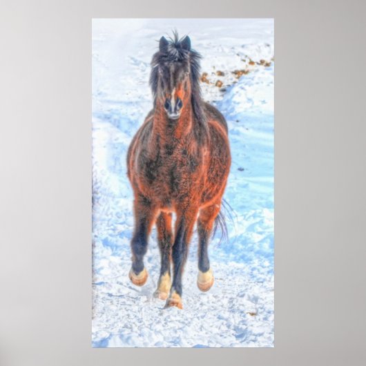 Paardenfoto tijdens de winterperiode "Jaar van de  Poster (Voorkant)