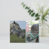 paardengalerij briefkaart (Staand voorkant)