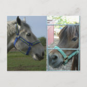paardengalerij briefkaart (Voorkant)