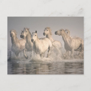 Paardengaloping in het Middellandse-Zeegebied Briefkaart