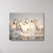 Paardengaloping in het Middellandse-Zeegebied Canvas Afdruk (Voorkant)