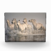 Paardengaloping in het Middellandse-Zeegebied Fotoblokken (Voorkant)