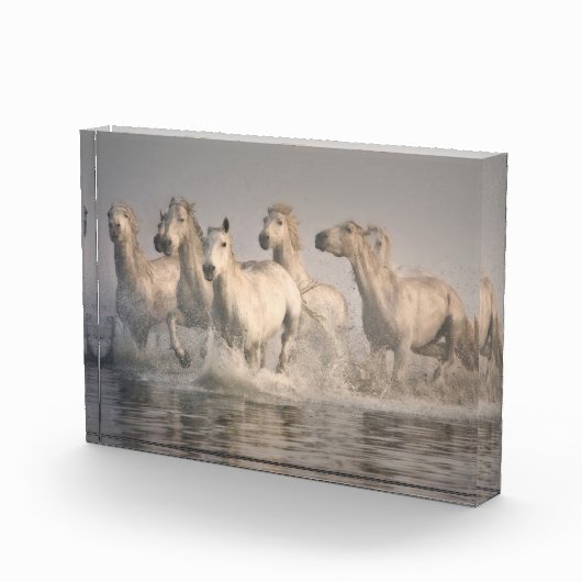 Paardengaloping in het Middellandse-Zeegebied Fotoblokken (Rechts)