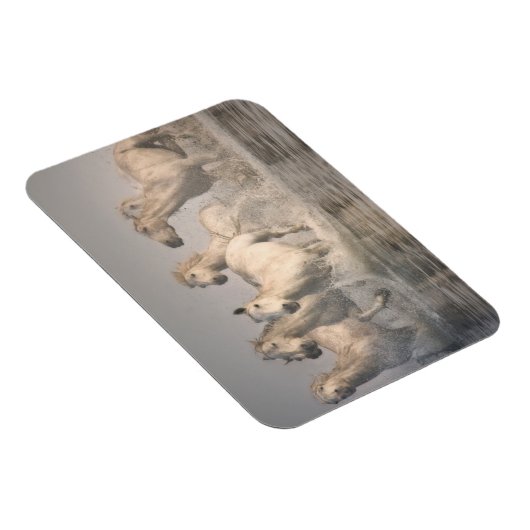 Paardengaloping in het Middellandse-Zeegebied Magneet (Rechterzijde)