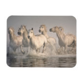 Paardengaloping in het Middellandse-Zeegebied Magneet (Horizontaal)