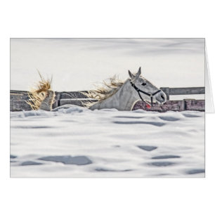 Paardengaloping in sneeuw