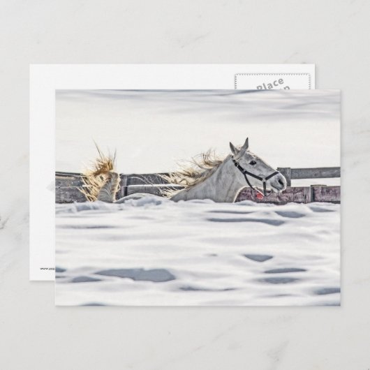 Paardengaloping in sneeuw briefkaart (Voorkant / Achterkant)