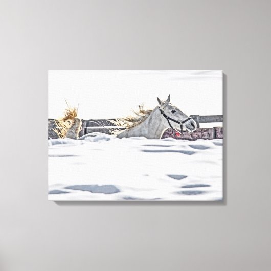 Paardengaloping in sneeuw canvas afdruk (Voorkant)