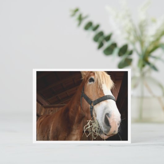Paardengezicht Briefkaart (Staand voorkant)