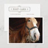Paardengezicht Briefkaart (Voorkant / Achterkant)