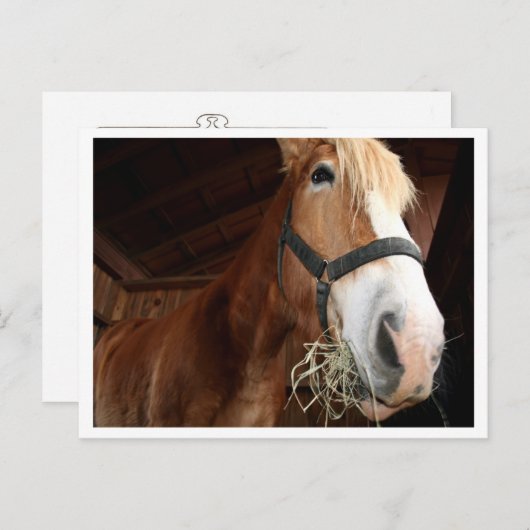 Paardengezicht Briefkaart (Voorkant / Achterkant)