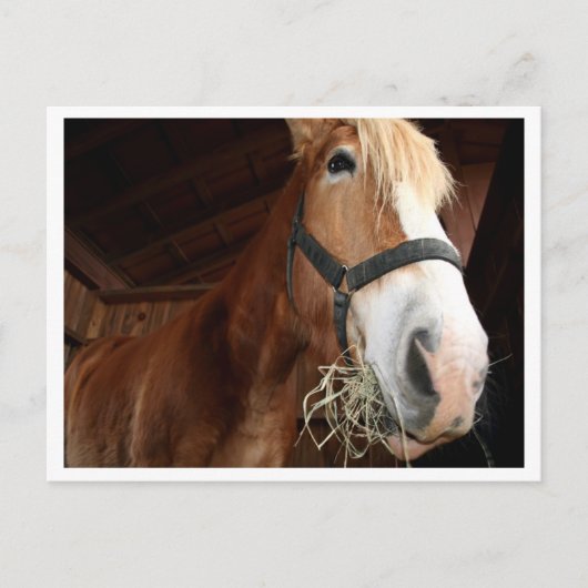 Paardengezicht Briefkaart (Voorkant)