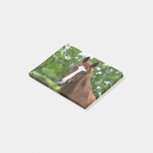 Paardengezicht met markering post-it® notes (Schuin)