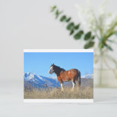 Paardengras en -bergen briefkaart (Staand voorkant)