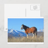 Paardengras en -bergen briefkaart (Voorkant / Achterkant)