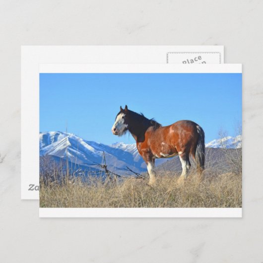 Paardengras en -bergen briefkaart (Voorkant / Achterkant)