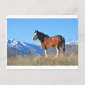 Paardengras en -bergen briefkaart (Voorkant)