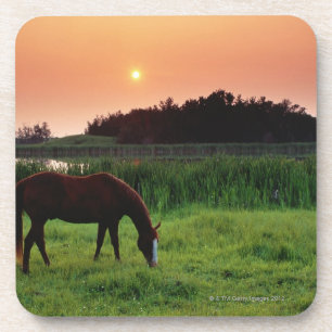 Paardengrazing in het veld op de Sunset nabij Edmo Drankjes Onderzetter