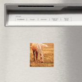 Paardengrazing Magneet (Insitu (Vaatwasser))