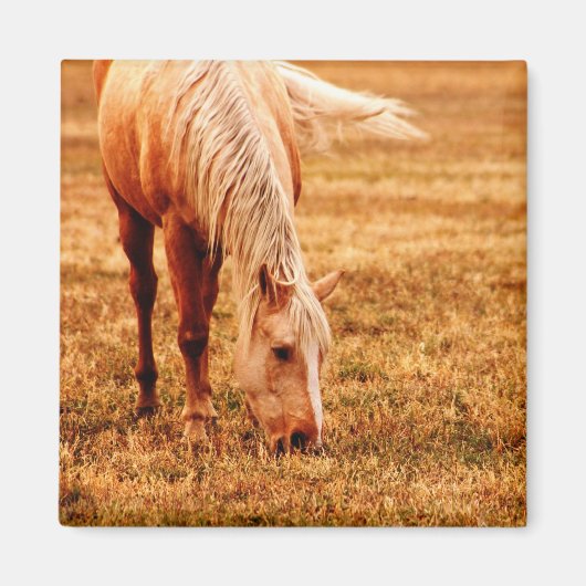 Paardengrazing Magneet (Voorkant)