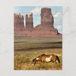 Paardengrazing, Monument Valley, UT Briefkaart