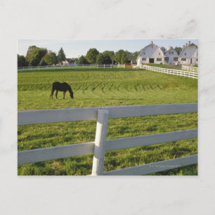Paardengrazing op boerderij briefkaart