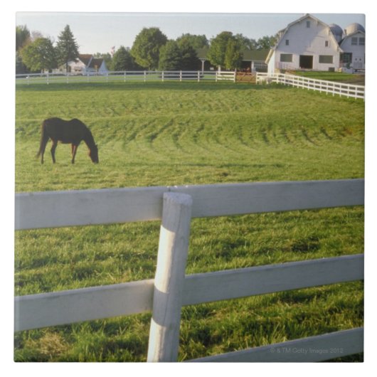 Paardengrazing op boerderij tegeltje (Voorkant)