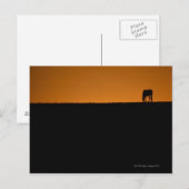 Paardengrazing op het boerderij Kentucky Briefkaart (Voorkant / Achterkant)