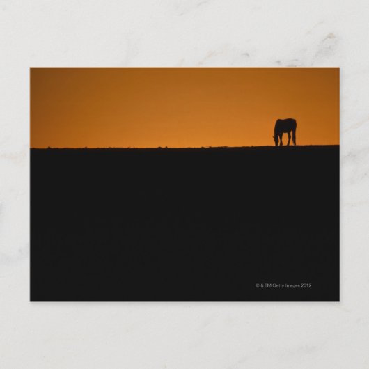 Paardengrazing op het boerderij Kentucky Briefkaart (Voorkant)
