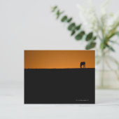 Paardengrazing op het boerderij Kentucky Briefkaart (Staand voorkant)