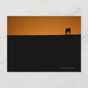 Paardengrazing op het boerderij Kentucky Briefkaart