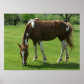 Paardengrazing Poster (Voorkant)