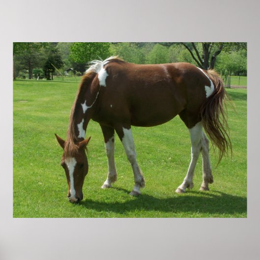 Paardengrazing Poster (Voorkant)
