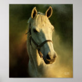 paardenhaai poster (Voorkant)