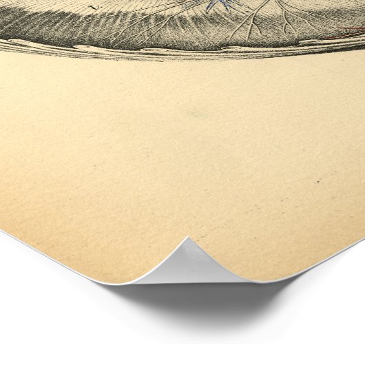 Paardenharsborstanatomie 1908  afdrukken poster (Hoek)