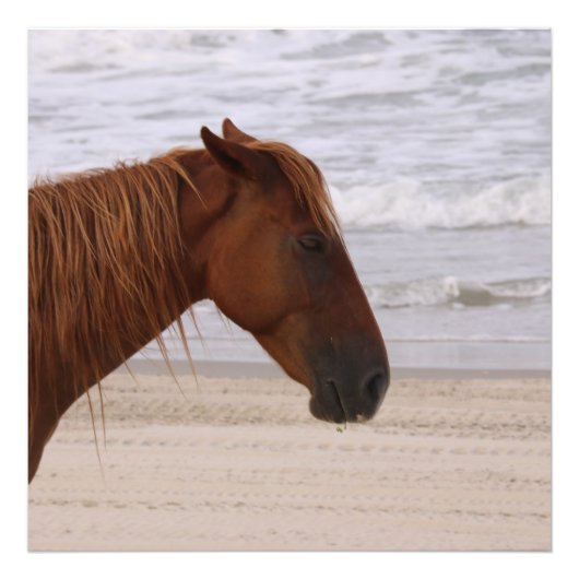 Paardenhoofd op het strand Outer Banks North Carol Foto Afdruk (Voorkant)