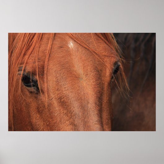 Paardenhuid Poster (Voorkant)