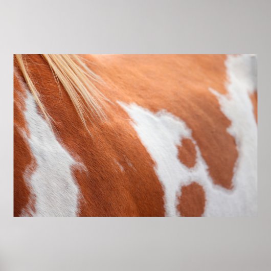 Paardenjas Poster (Voorkant)