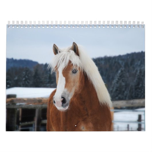 Paardenkalender Kalender (Hoes)