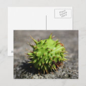 Paardenkastanje iPhone Post Card Briefkaart (Voorkant / Achterkant)