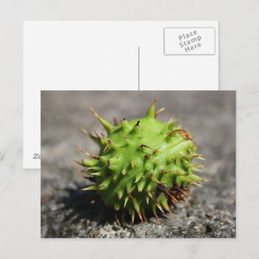 Paardenkastanje iPhone Post Card Briefkaart (Voorkant / Achterkant)