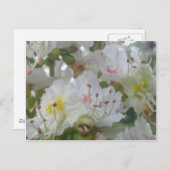 Paardenkastanjebloesem Briefkaart (Voorkant / Achterkant)