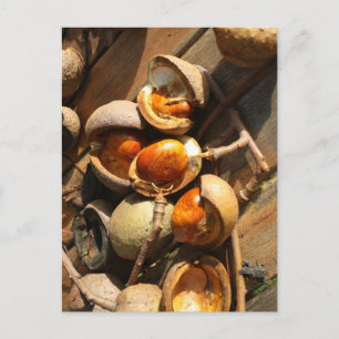 Paardenkastanjekaart Briefkaart