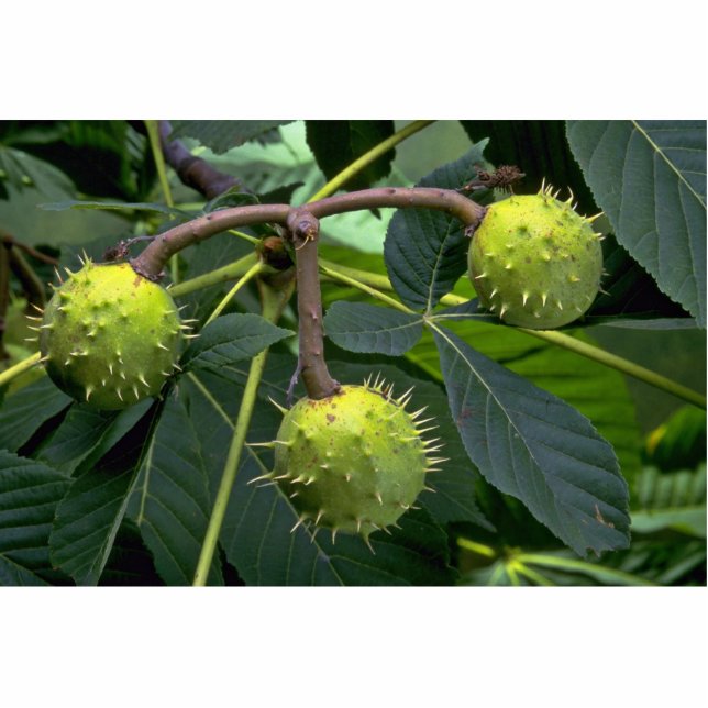 Paardenkastanjevruchten (esculus hippocastarum) staand fotobeeldje  (Voorkant)