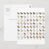 Paardenkleuren Briefkaart (Voorkant / Achterkant)